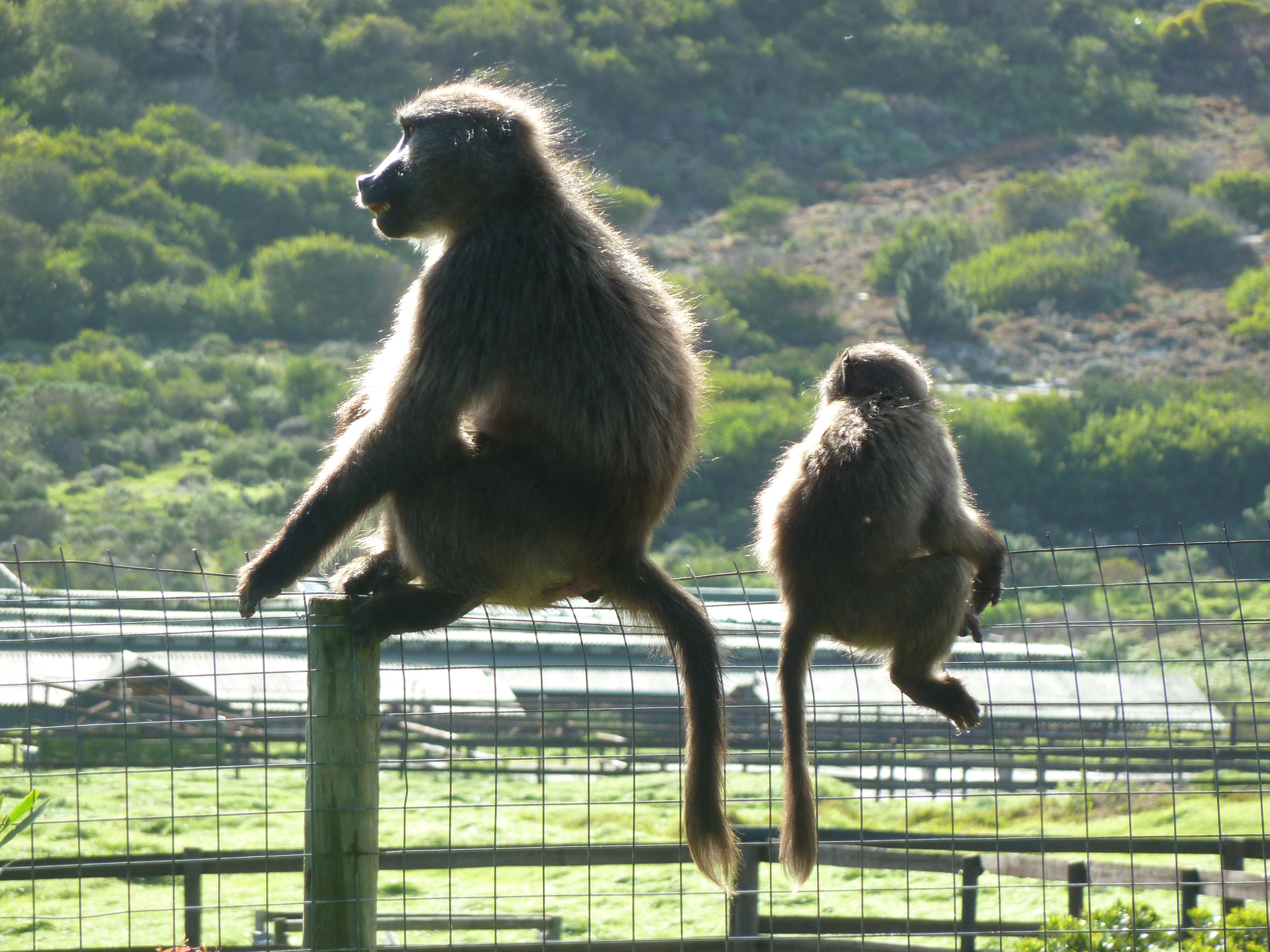 http://beautifuldaytours.co.za/wp-content/gallery2/cape-of-good-hope-tour/chacma-baboons.jpg